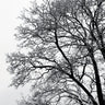 Quadro Black White Abstract Winter Tree - Obrah | Quadros e Posters para Transformar a Parede