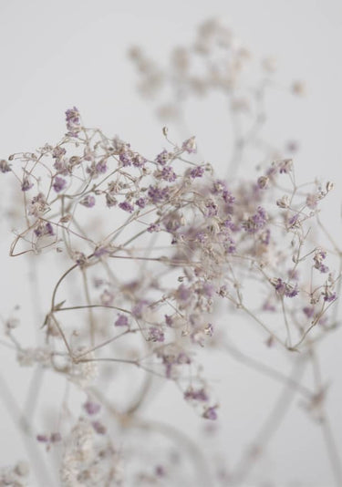 Quadro Blossoms in the Field - Obrah | Quadros e Posters para Transformar a Parede