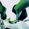 Quadro Botanic - Obrah | Quadros e Posters para Transformar a Parede