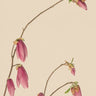 Quadro Botanic Color 01 Aged Paper - Obrah | Quadros e Posters para Transformar a Parede