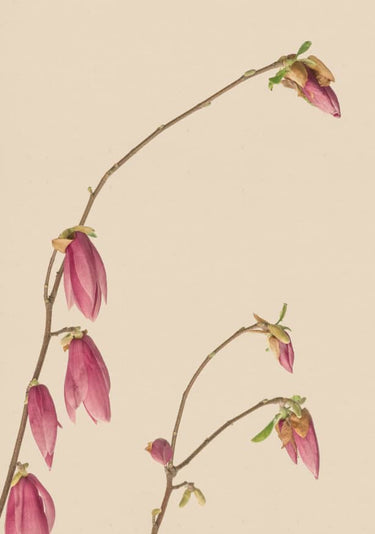 Quadro Botanic Color 01 Aged Paper - Obrah | Quadros e Posters para Transformar a Parede