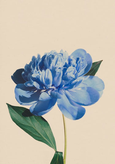 Quadro Botanic Color 02 Aged Paper - Obrah | Quadros e Posters para Transformar a Parede