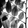 Quadro Branches and Leaves II - Obrah | Quadros e Posters para Transformar a Parede