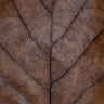 Quadro Brown Autumn Hues Oak Leaf - Obrah | Quadros e Posters para Transformar a Parede