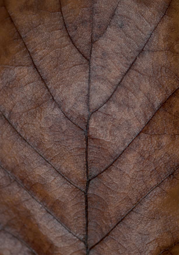 Quadro Brown Autumn Hues Oak Leaf - Obrah | Quadros e Posters para Transformar a Parede