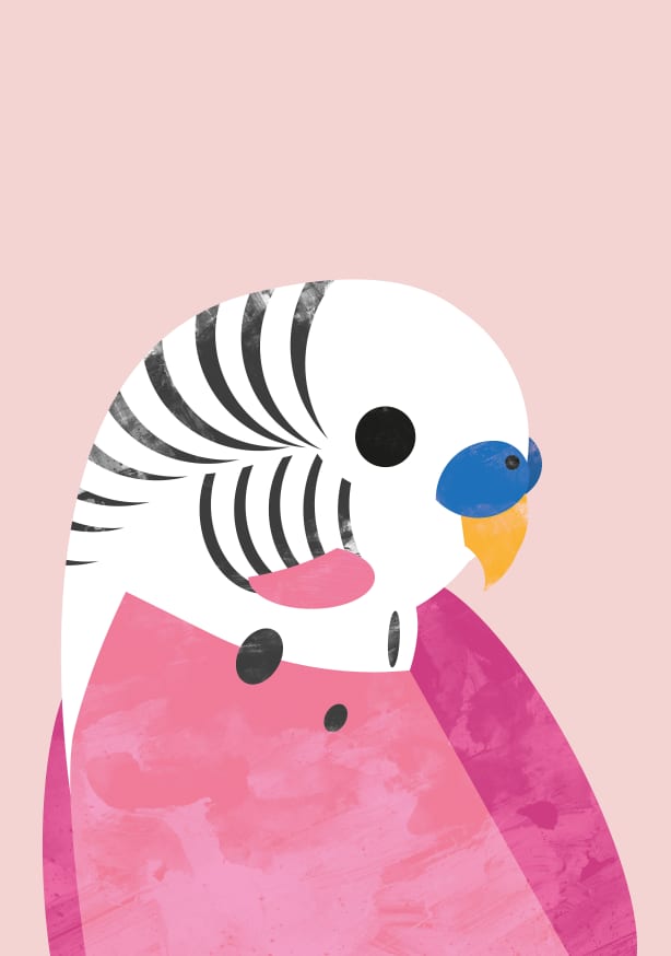 Quadro Budgie