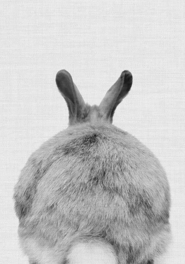 Quadro Bunny
