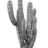 Quadro Cactus Black & White - Obrah | Quadros e Posters para Transformar a Parede