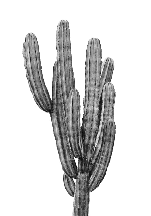 Quadro Cactus Black & White - Obrah | Quadros e Posters para Transformar a Parede