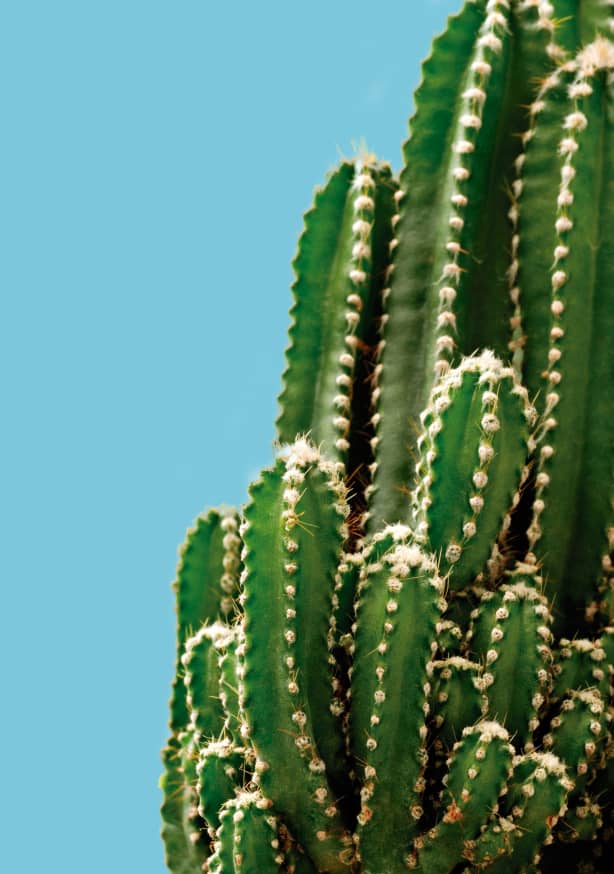 Quadro Cactus Blue