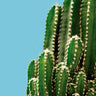 Quadro Cactus Blue - Obrah | Quadros e Posters para Transformar a Parede