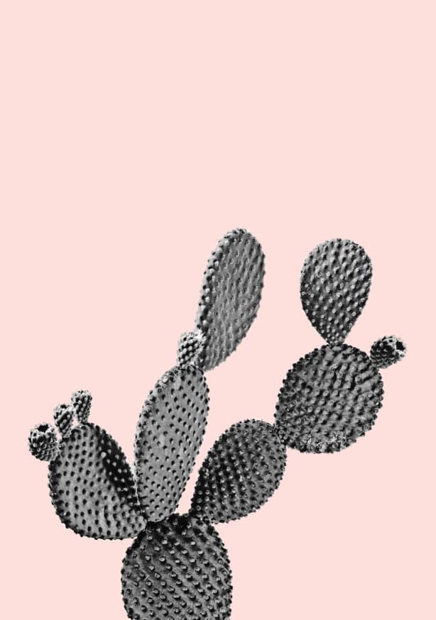 Quadro Cactus Love - Obrah | Quadros e Posters para Transformar a Parede