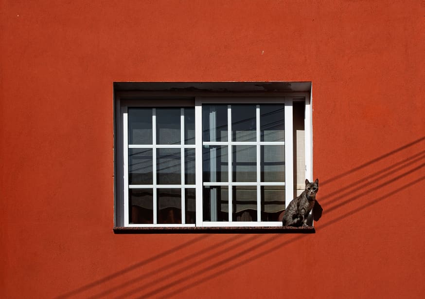 Quadro Cat in a Window By Inge Schuster - Obrah | Quadros e Posters para Transformar a Parede