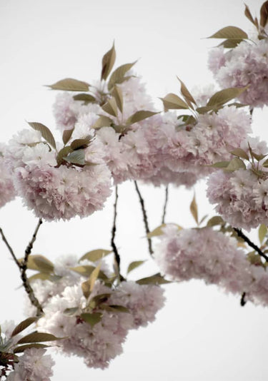Quadro Clouds of Cherry Flowers - Obrah | Quadros e Posters para Transformar a Parede
