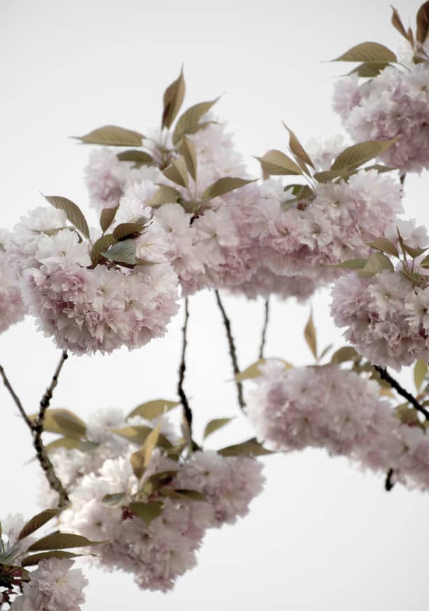 Quadro Clouds of Cherry Flowers - Obrah | Quadros e Posters para Transformar a Parede