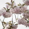 Quadro Clouds of Cherry Flowers - Obrah | Quadros e Posters para Transformar a Parede