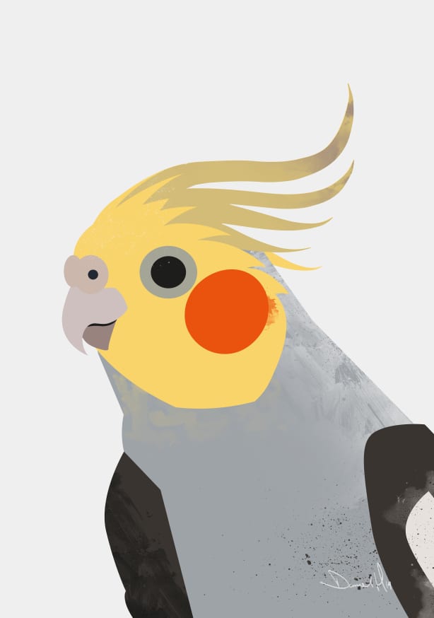 Quadro Cockatiel Grey - Obrah | Quadros e Posters para Transformar a Parede