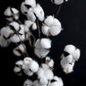 Quadro Cotton Candy Dried Flowers - Obrah | Quadros e Posters para Transformar a Parede