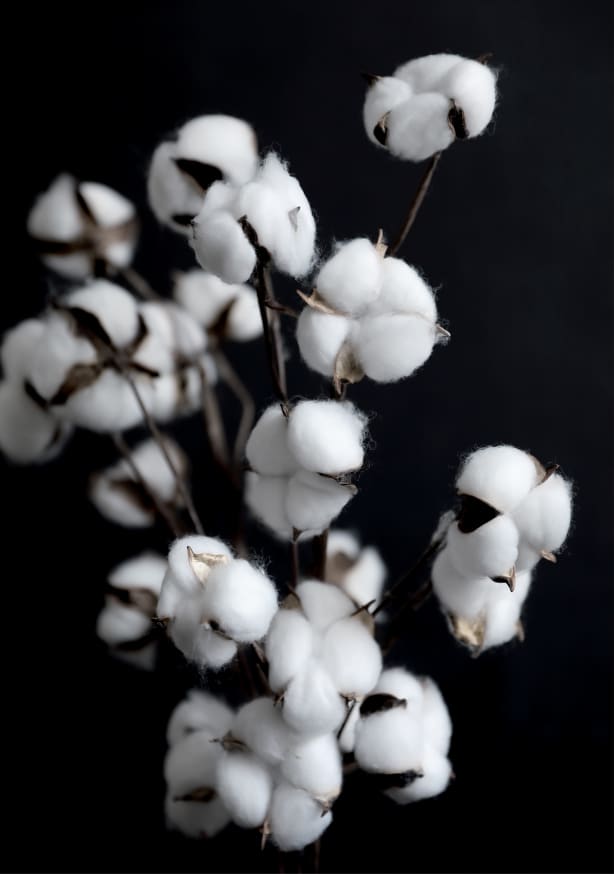 Quadro Cotton Candy Dried Flowers - Obrah | Quadros e Posters para Transformar a Parede