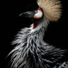 Quadro Crowned Crane's Portrait by Eiji Itoyama - Obrah | Quadros e Posters para Transformar a Parede