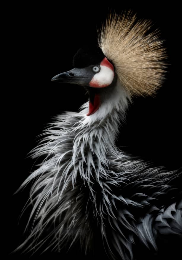 Quadro Crowned Crane's Portrait by Eiji Itoyama - Obrah | Quadros e Posters para Transformar a Parede