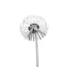Quadro Dandelion by Lotte Gronkjar - Obrah | Quadros e Posters para Transformar a Parede