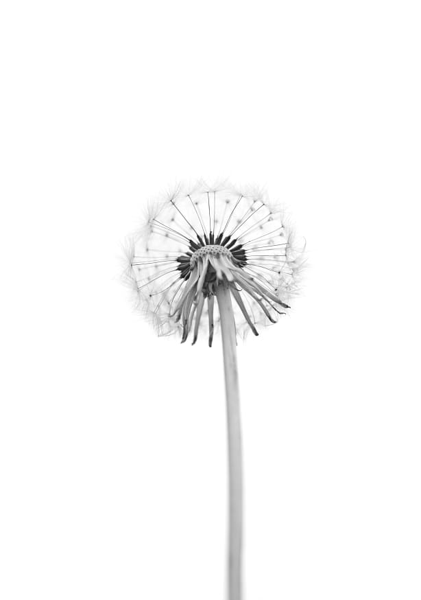 Quadro Dandelion by Lotte Gronkjar - Obrah | Quadros e Posters para Transformar a Parede