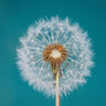 Quadro Dandelion By Bess Hamiti - Obrah | Quadros e Posters para Transformar a Parede