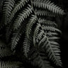 Quadro Dark Forests Fern - Obrah | Quadros e Posters para Transformar a Parede