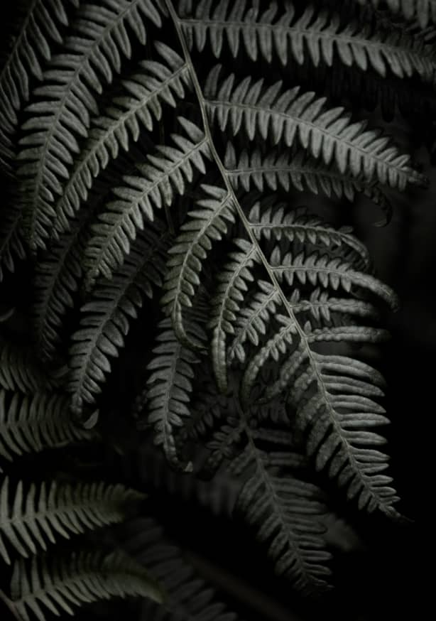 Quadro Dark Forests Fern - Obrah | Quadros e Posters para Transformar a Parede