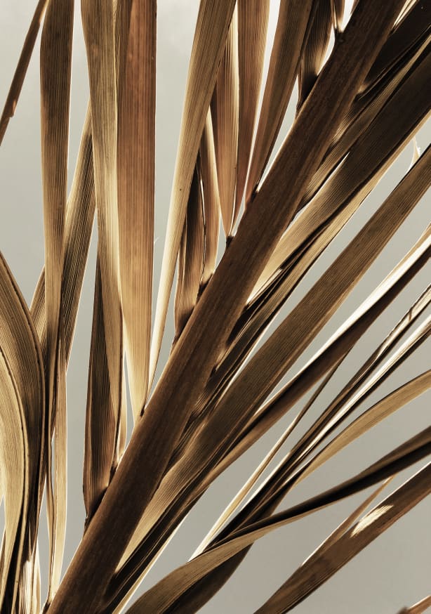 Quadro Dead Palm