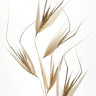 Quadro Delicacy of Nature by Thierry Lagandre transgressed - Obrah | Quadros e Posters para Transformar a Parede