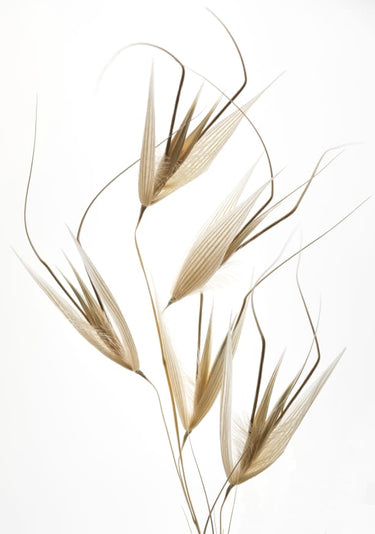 Quadro Delicacy of Nature by Thierry Lagandre transgressed - Obrah | Quadros e Posters para Transformar a Parede