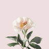 Quadro Delicate - Obrah | Quadros e Posters para Transformar a Parede