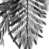 Quadro Delicate Beautiful Plants - Obrah | Quadros e Posters para Transformar a Parede