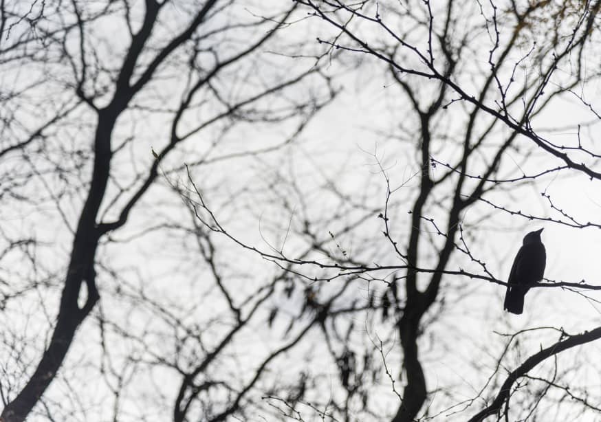 Quadro Bird in a Tree