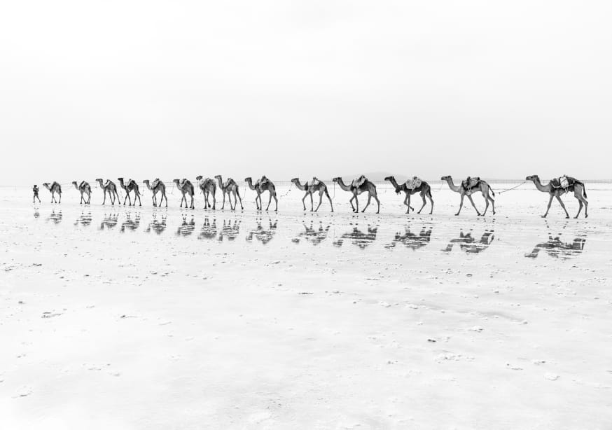 Quadro Camels in the Desert