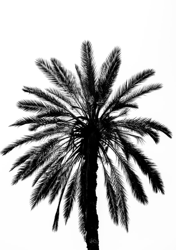 Quadro Palm Tree in Palermo
