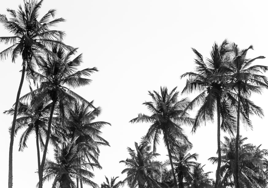 Quadro Palm Trees on the Beach in Africa