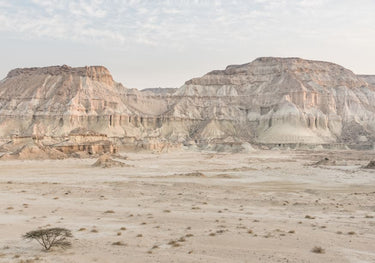 Quadro Tree in a Canyon Desert