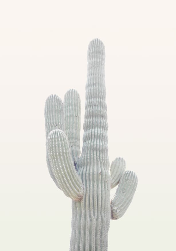 Quadro Desert Cactus (1) - Obrah | Quadros e Posters para Transformar a Parede