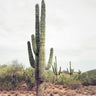 Quadro Desert Cactus - Obrah | Quadros e Posters para Transformar a Parede