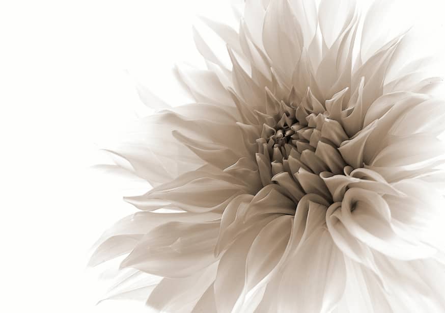 Quadro Dignified by Priska Wettstein