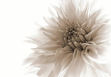 Quadro Dignified by Priska Wettstein - Obrah | Quadros e Posters para Transformar a Parede