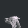 Quadro Dog - Obrah | Quadros e Posters para Transformar a Parede