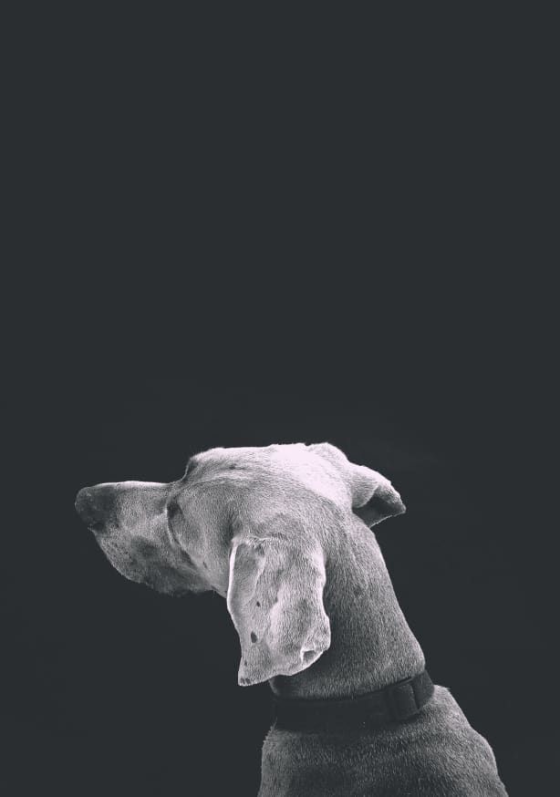 Quadro Dog