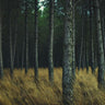 Quadro Dream Forest By Juanjo Mediavilla - Obrah | Quadros e Posters para Transformar a Parede