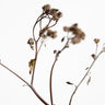 Quadro Dried Twig By 1x Studio III - Obrah | Quadros e Posters para Transformar a Parede