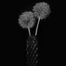 Quadro Dry Giant Allium by Lydia Jacobs - Obrah | Quadros e Posters para Transformar a Parede
