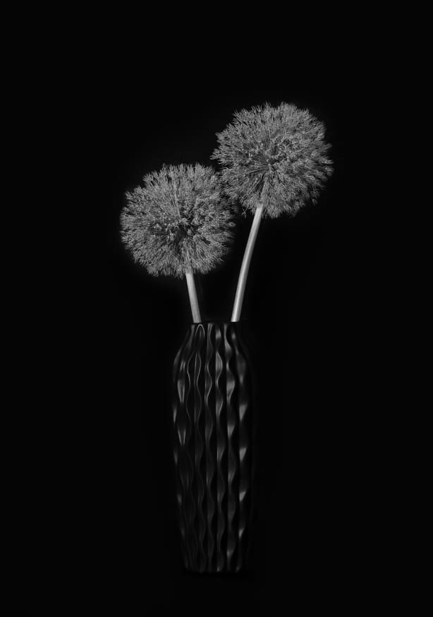 Quadro Dry Giant Allium by Lydia Jacobs - Obrah | Quadros e Posters para Transformar a Parede